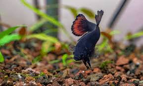 Top 7 Best Betta Fish Food Flakes Pellets 2020 Fishkeeping Today