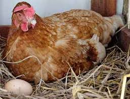 How long can broody hen leave her eggs unattended? How To Stop A Broody Hen Easy Ways To Break A Broody Hen