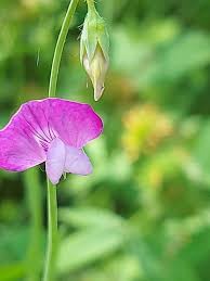 Image result for Lathyrus hirsutus