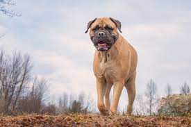 Daphne Female Bullmastiff Adopted September 21st 2017 Bull Mastiff Dog Boarding Service Dogs