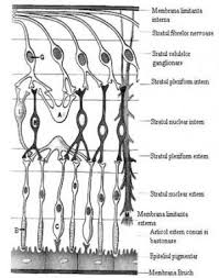 Creierul interpreteaza aceste impulsuri ca o imagine, pe care o si întoarce în pozitia corecta. Retina Patologia Retinei Afectiunile Retinei