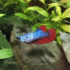 Delta betta (betta splendens) originally from southeast asia, for short periods can breathe air using their labyrinth organ. Female Super Delta Betta Betta Spendens 10 00