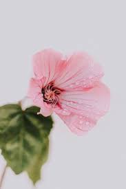 All wallpapers can be customized and optimized in order to best fit to your device's screen. 500 Flower Pictures Hd Download Free Images On Unsplash