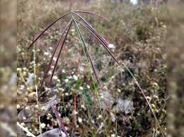 Image result for Enteropogon