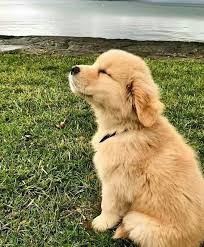  02 Maung Chanbaek21 Gambar Anjing Lucu Binatang Bayi Hewan