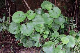 Image result for Piper umbellatum