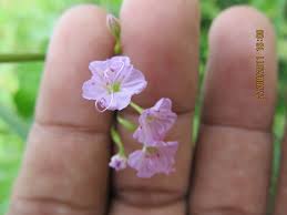 Image result for Commicarpus