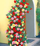 Dec 11, 2019 · growing these roses on a trellis or planting climbing roses near a wall, pergola or archway is highly recommended. 29 99
