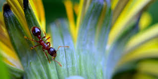 I don't know about you, but my first instinct is to kill any bugs i see in my house (or call for not sure ants are so beneficial in the gardens. Got Ants In Your Plants Here S What You Need To Know