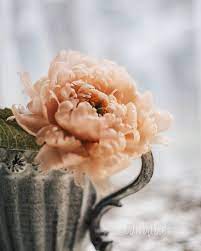 instagram 上的賴宛琪 今天下課回家 我家狗兒已經把他的窩給拆了 扶額 beewaxcandle peony stud earrings wedding rings engagement rings