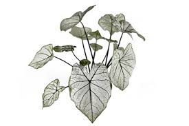 Caladium White Christmas | K. Van Bourgondien