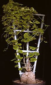 Image result for Dioscorea minutiflora