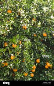 Image result for Citrus × aurantium