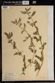 Image result for Balanites pedicellaris