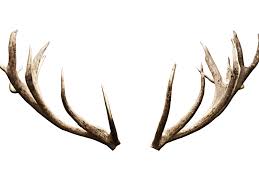Deer Antlers Horns Png Image Isolated Objects Textures For Photoshop Antlers Black And White Cartoon Animal Skulls