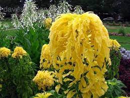 Amaranthus Tricolor Yellow 50 Seeds Eye Catching Showy 1e78 Flower Seeds Plants Amaranthus