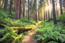 Image result for Loudetia kagerensis