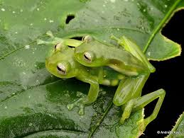 King Glassfrog In Amplexus Teratohyla Midas Animals Cute Frogs Amphibians