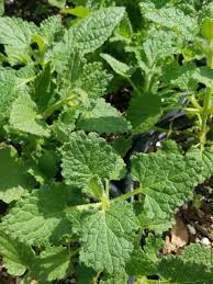 Image result for Stachys spathulata