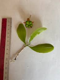 Image result for Ochna gambleoides