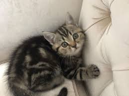 British Whiskas Kedilerimiz Kedi Satis