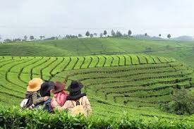 Maybe you would like to learn more about one of these? Kabar Wisata Pesona Cantiknya Kebun Teh Di Bandung