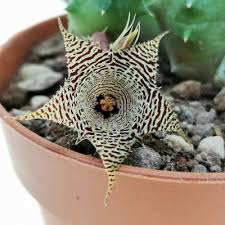 Image result for Huernia hystrix