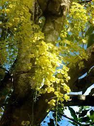 Image result for Cassia fistula