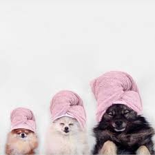 Joah On Instagram Moooood Am I Right Double Tap If You Re Looking Forward To A Little Mid Week Selfcare R Pup Dog Grooming Happy Memorial Day