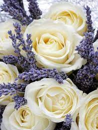Ivory Roses And Lavender Lovely Lavender White Roses Planting Flowers