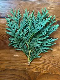 Image result for cuttings thujas