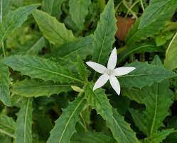 Pekarangan Rumah Sudah Seharusnya Dimanfaatkan Untuk Menanam Berbagai Jenis Tumbuhan Baik Itu Tanaman Hias Tanaman Buah Dan Tanaman Obat Tanaman Ide Berkebun