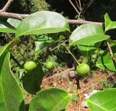 Image result for Margaritaria