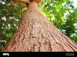 Image result for Khaya