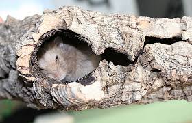 Toilet Paper Roll Diys | Hamster Diy - Youtube