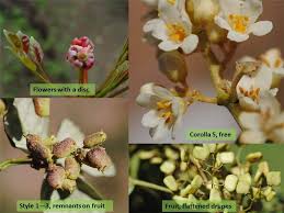 Image result for Anacardiaceae