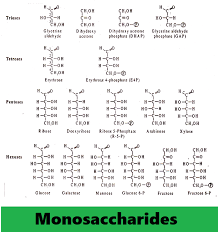 Classification Of Carbohydrates Online Notes On Microbiology