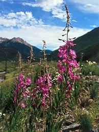 Maybe you would like to learn more about one of these? 15 Top Native Plants Of The Pacific Northwest Native Plants Long Blooming Perennials Perennials