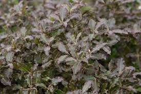 Image result for Pittosporum