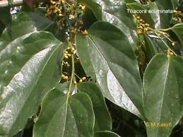 Image result for Tiliacora funifera