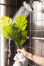 G_ c_ 3 this shop sells different types of meat. How To Clean Fake Plants Step By Step With Pictures Apartment Therapy