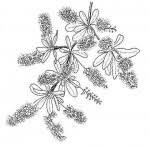 Image result for Terminalia stuhlmannii