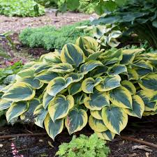 Remove dead annuals from the garden, after a frost. Hosta First Frost Walters Gardens Inc