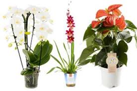 La plupart de ces variétés de plantes sont en général gélives et pourront être cultivées en extérieur en climat très doux. Horticash Les Plantes Fleuries D Interieur