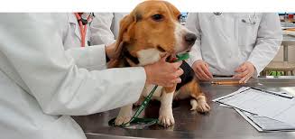 Thoughtful gifts for college graduates. Cvm Homepage College Of Veterinary Medicine At Msu