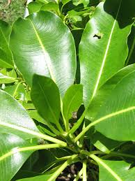 Image result for Rauvolfia mannii