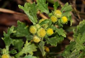 Image result for Grangea maderaspatana