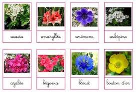Nomenclature Fleurs Noms De Fleurs Fleurs Begonia