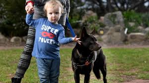 How to introduce dog to baby. Introducing Your Baby To Your Dog Pet Experts Top Tips The Advertiser