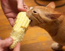 Moar Butter A Cornucopia Of Cats Eating Corn Can Dogs Eat Oranges Cute Animal Pictures Tiny Kitten